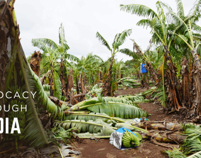 Media Advocacy Helped Secure Disaster Recovery Funds for Banana Growers