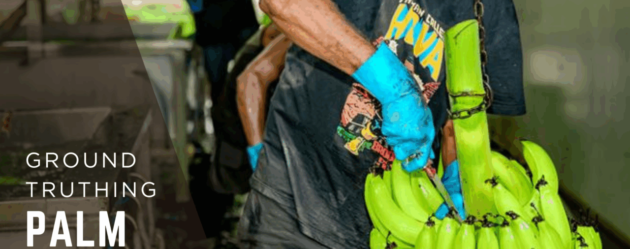 Disengaged PALM Workers: What’s Really Going On?