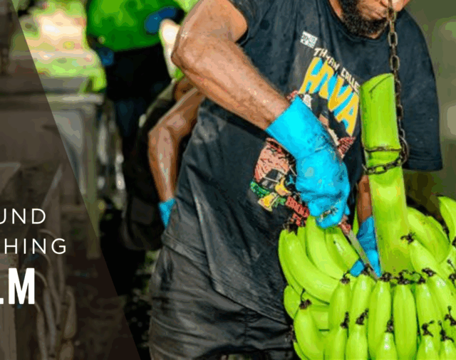 Disengaged PALM Workers: What’s Really Going On?