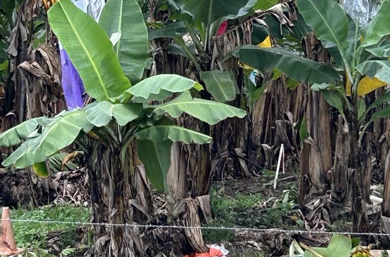 Managing Farm Waste Responsibly