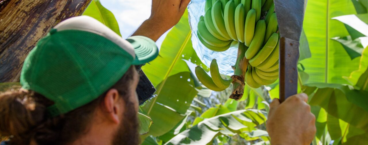 Banana industry imports meeting
