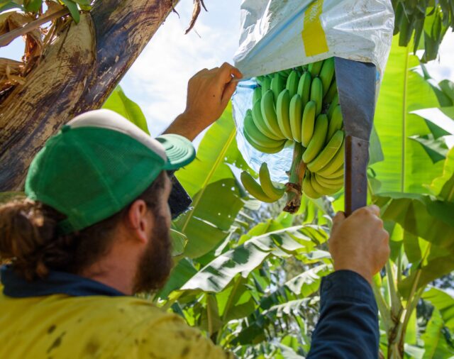 Banana industry imports meeting