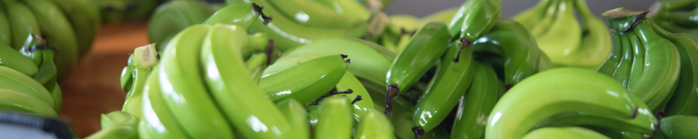 DAFF Review into Potential Banana Imports from the Philippines