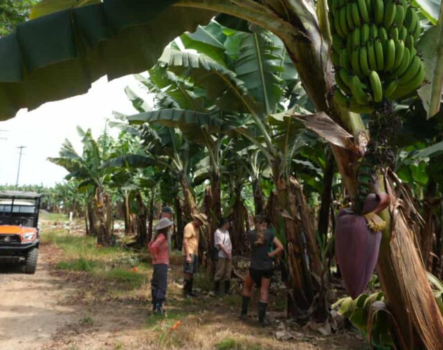 DAFF scientists in FNQ for imports assessment