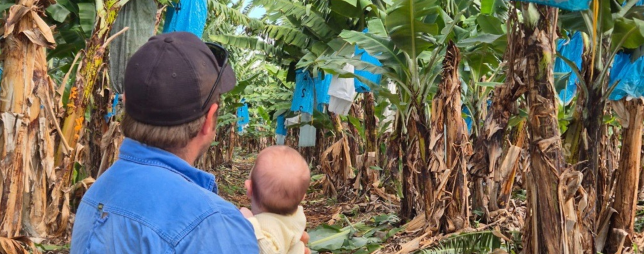 Banana industry mobilises as import risk assessment continues