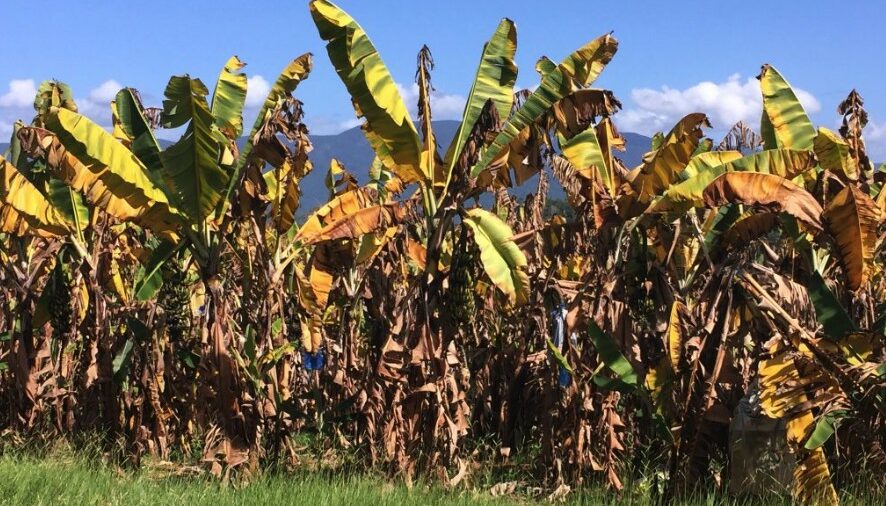 Tenth detection of TR4 in Tully Valley