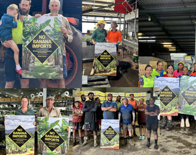 Growers' e-bulletin - 17 March 2026