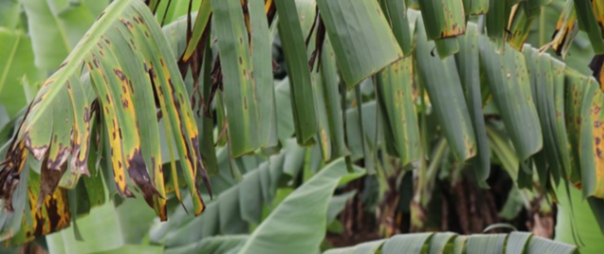 Ahead of National Cabinet: Farmers Sound Alarm on Fuel and Fertiliser 