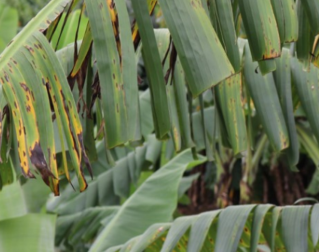 Ahead of National Cabinet: Farmers Sound Alarm on Fuel and Fertiliser 