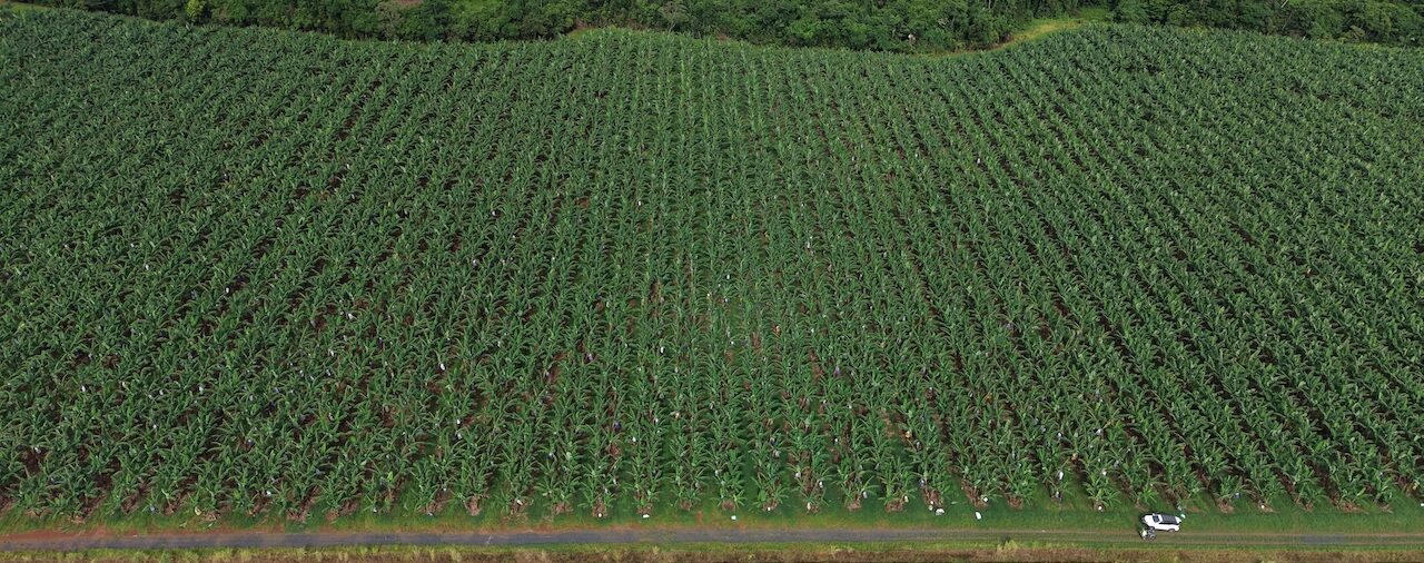 Final round of Banana Best Practice Fund sees strong grower participation