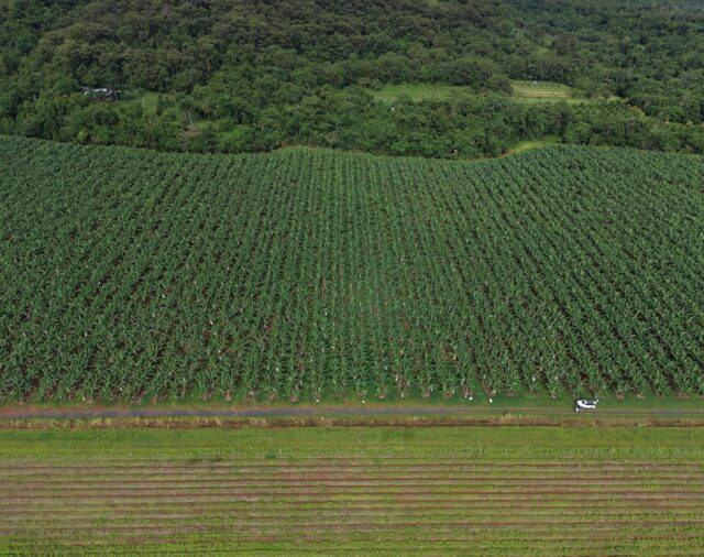 Final round of Banana Best Practice Fund sees strong grower participation