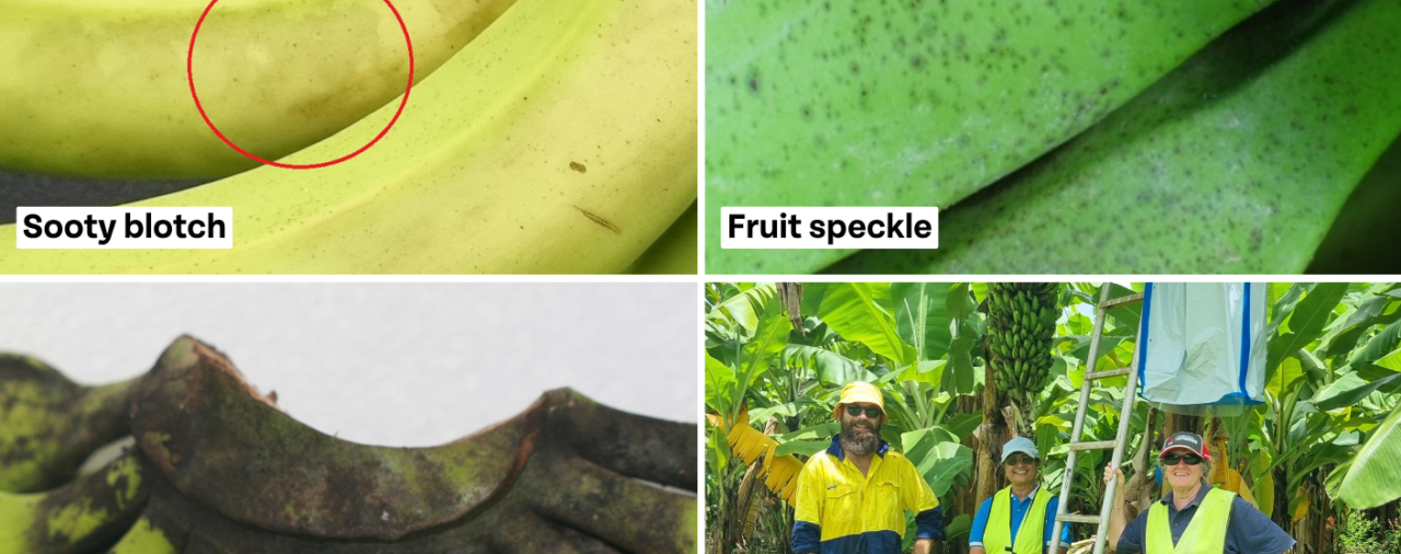 Tackling fruit fungal issues – challenges and insights 