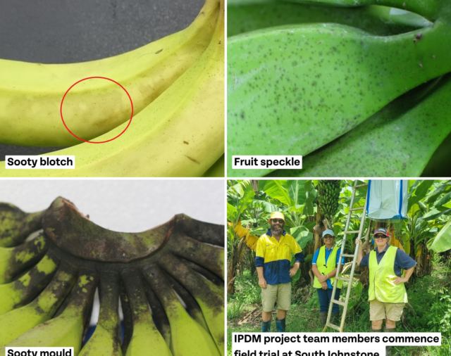 Tackling fruit fungal issues – challenges and insights 