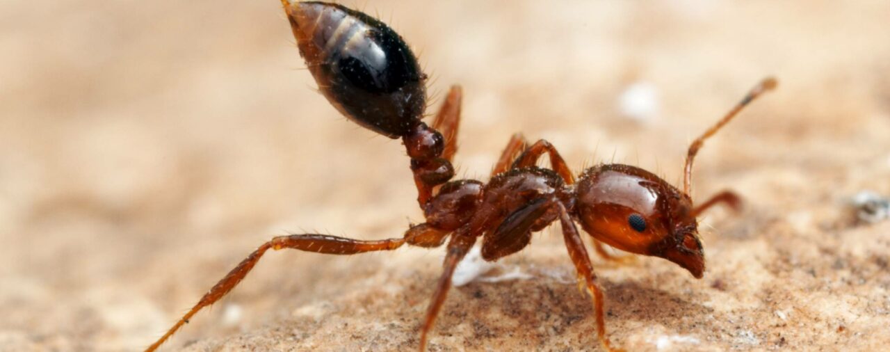 Fire Ants: The risk is real, especially in NSW  