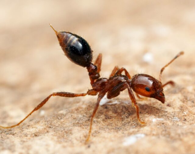 Fire Ants: The risk is real, especially in NSW  