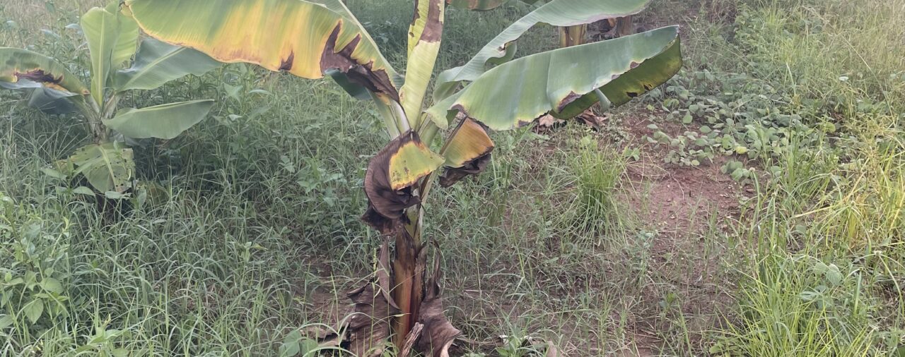 Soil Testing Helping Hill60 Plantation Improve Crop Health 