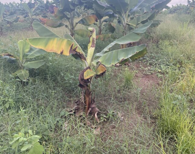 Soil Testing Helping Hill60 Plantation Improve Crop Health 