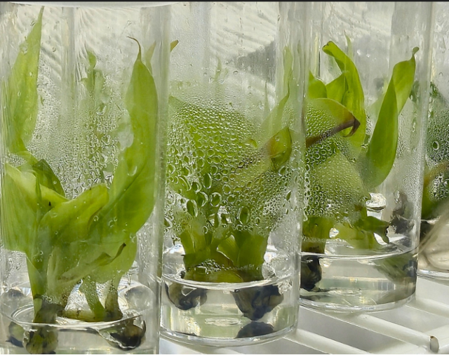 Post-entry quarantine services for banana plants