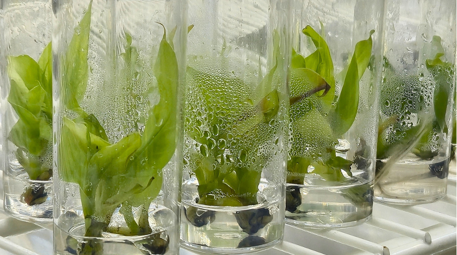 Post-entry quarantine services for banana plants