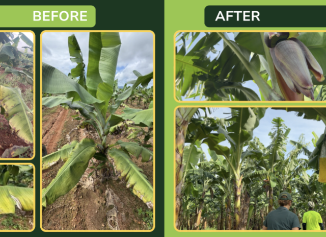 Soil Testing Helping Hill60 Plantation Improve Crop Health