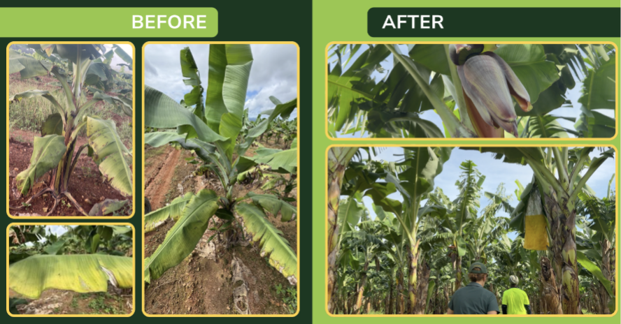Soil Testing Helping Hill60 Plantation Improve Crop Health 
