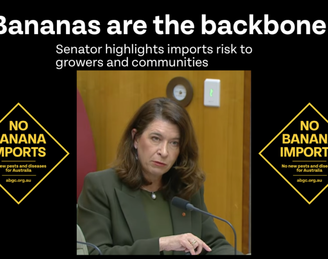 Senate Estimates: Australia's Banana Industry Under the Biosecurity Spotlight 