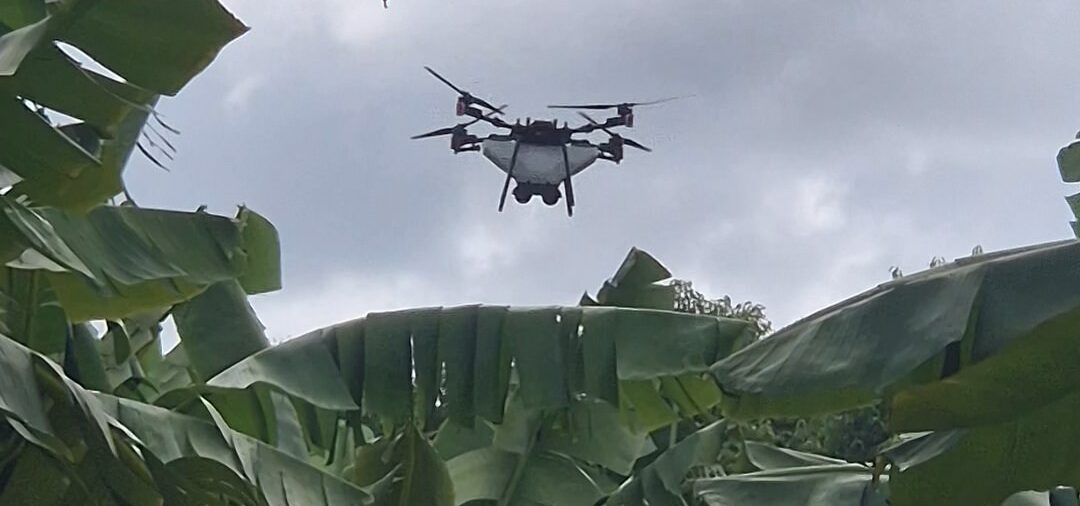 Drones and beneficial mites