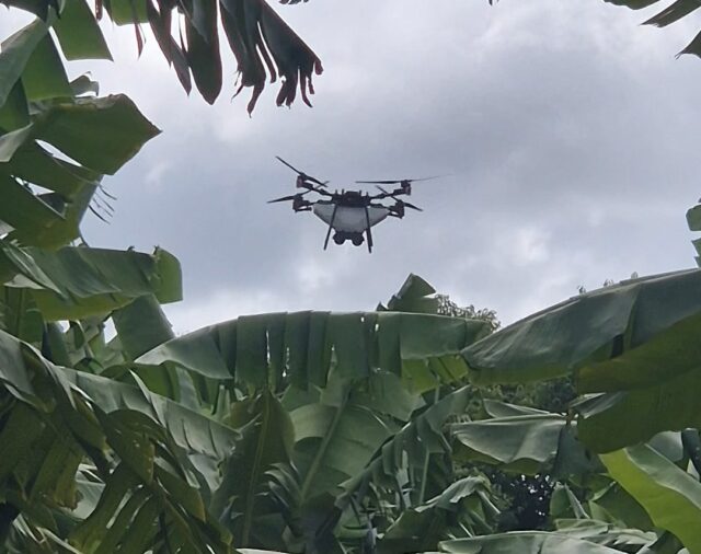 Drones and beneficial mites