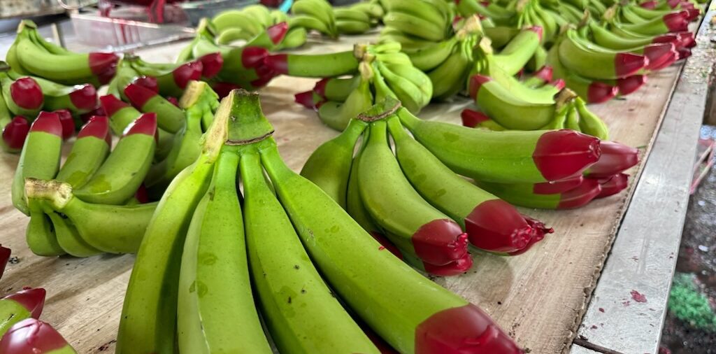 Red tip bananas find market in Japan