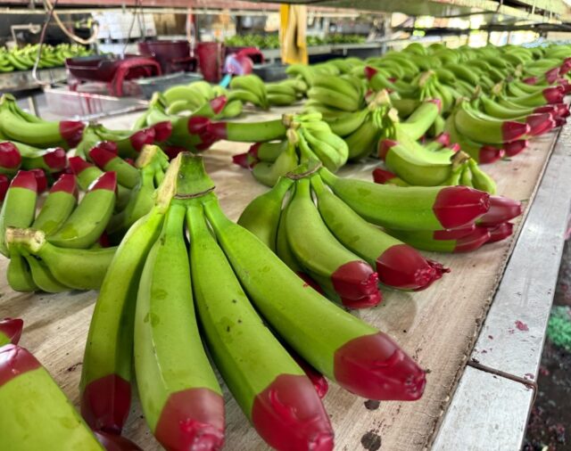 Red tip bananas find market in Japan