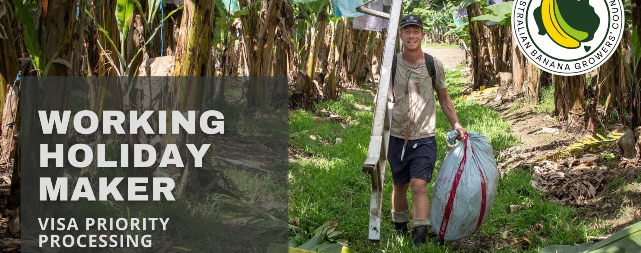 Working Holiday Maker changes & what they mean for banana growers 
