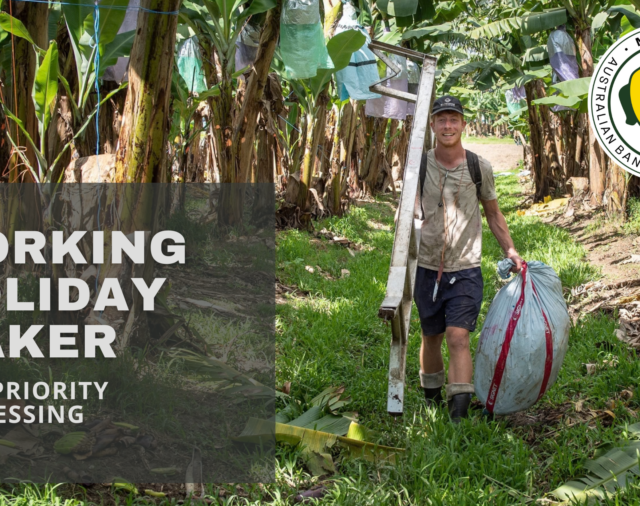 Working Holiday Maker changes & what they mean for banana growers 