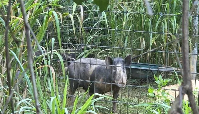 Cassowary Coast Feral Pig Aerial Culling Program
